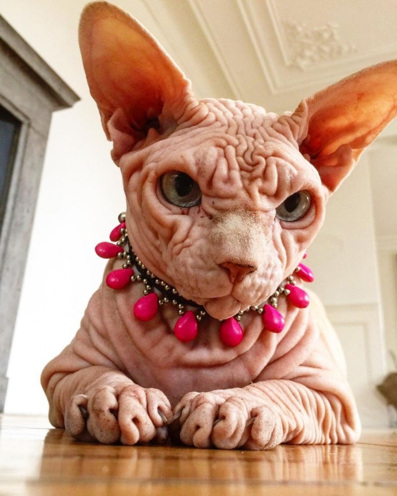 Сфинкс кошка