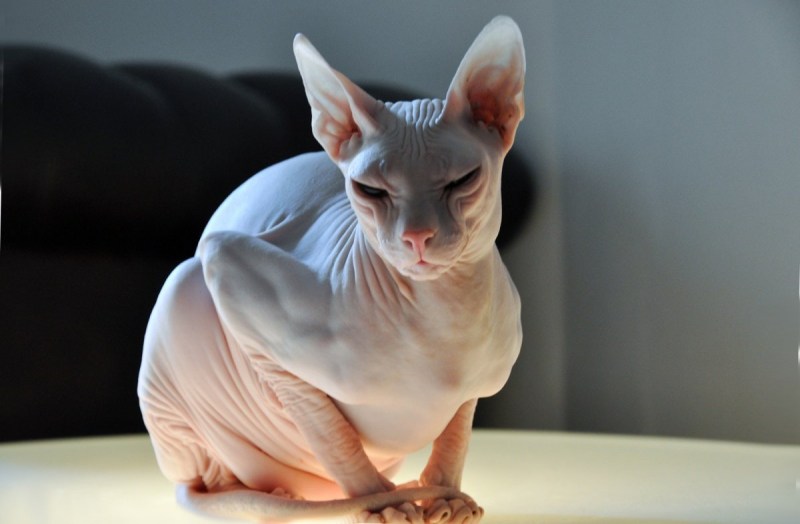 Сфинкс кошка Донской сфинкс