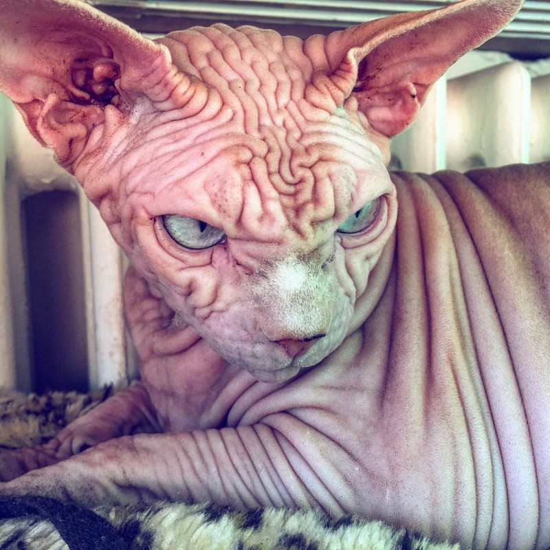 Сфинкс кохона