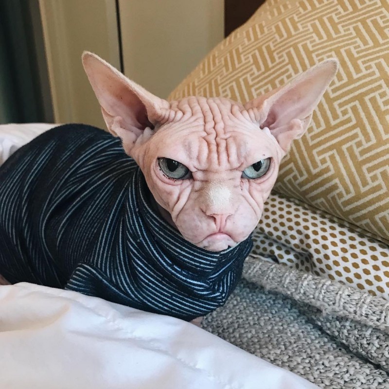Кот Локки сфинкс
