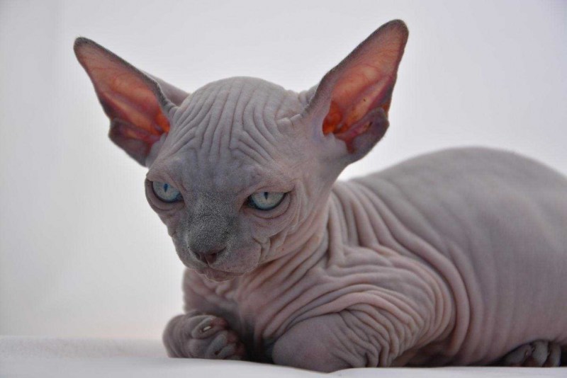 Сфинкс кошка