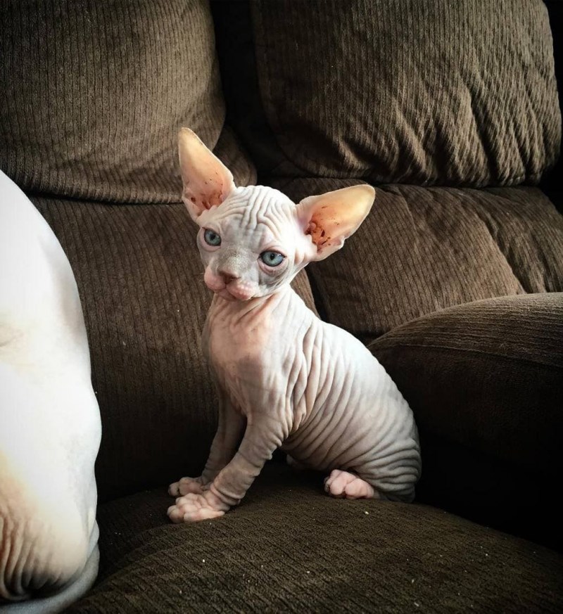 Коты сфинксы