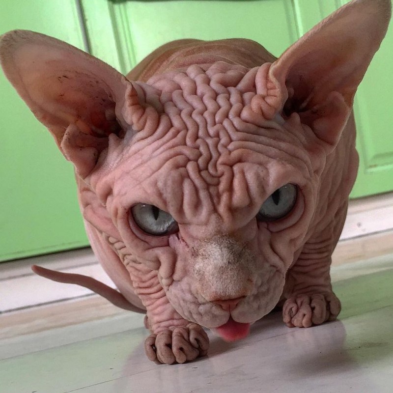 Сфинкс кохона