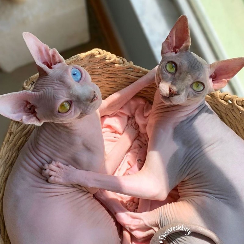 Сфинкс котенок