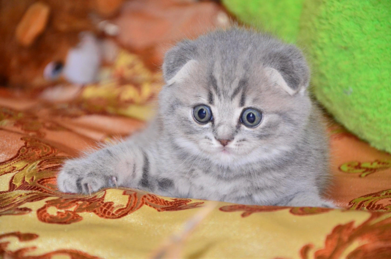 Британские вислоухие котята