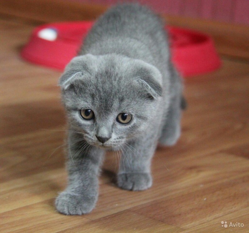 Шотландские вислоухие котята