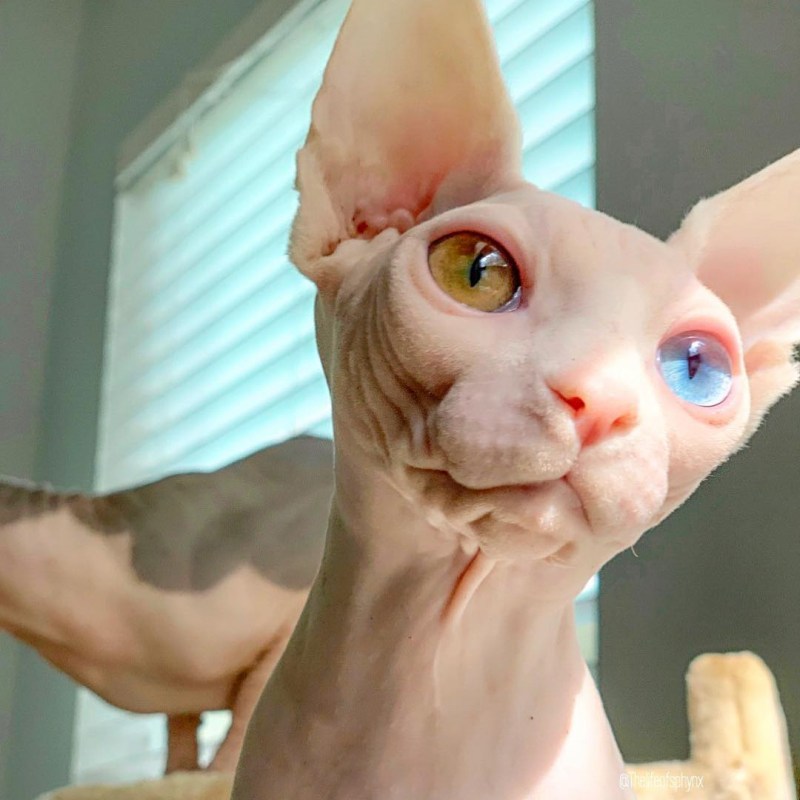 Сфинкс кот гетерохромия