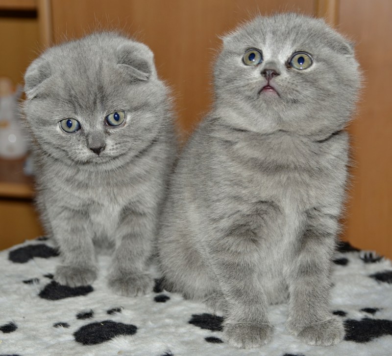 Вислоухие котята британцы