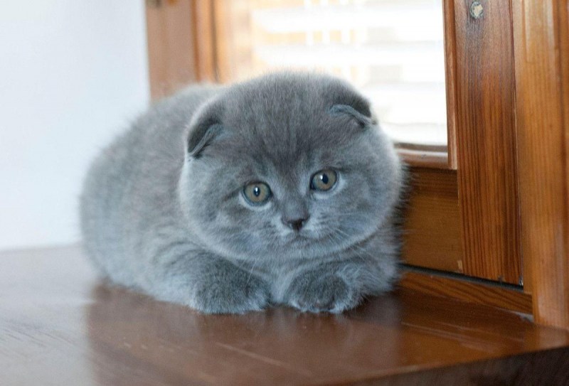 Британские котята вислоухие голубые