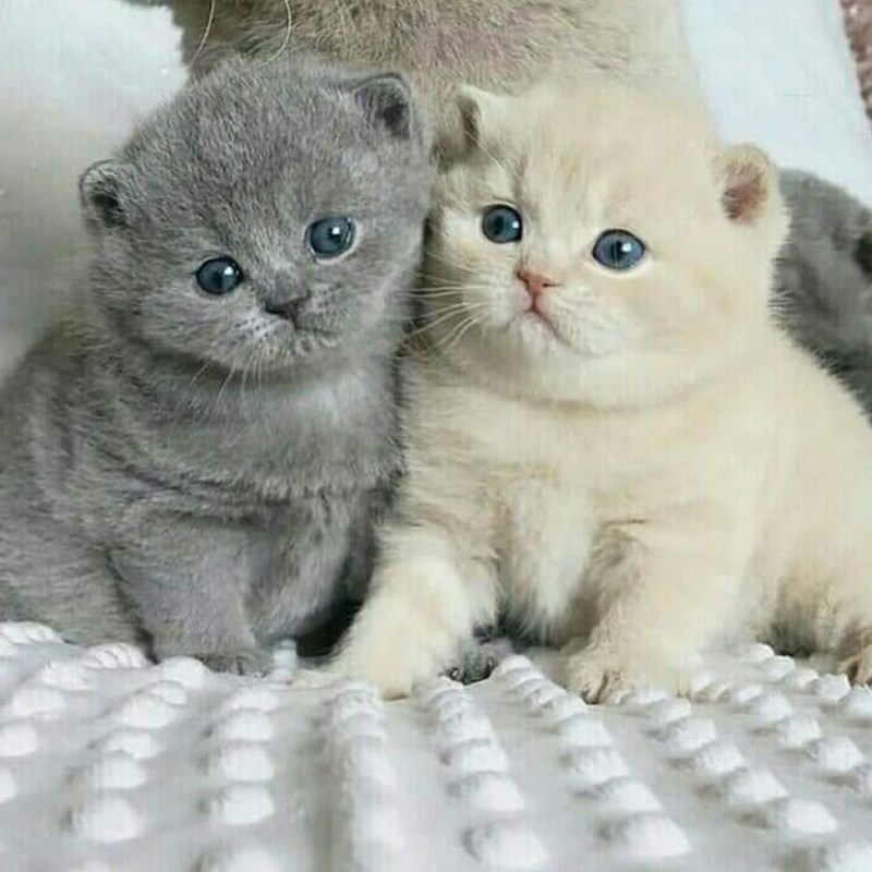 Маленькие британские котята вислоухие