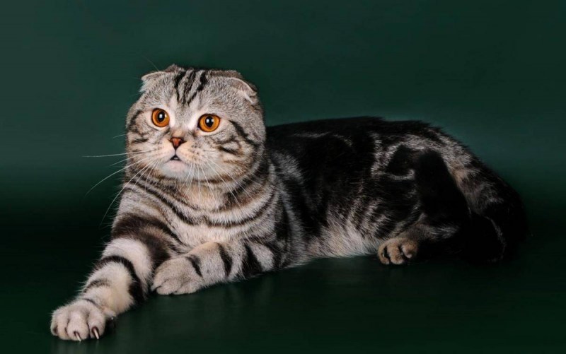 Скоттиш страйт вислоухий