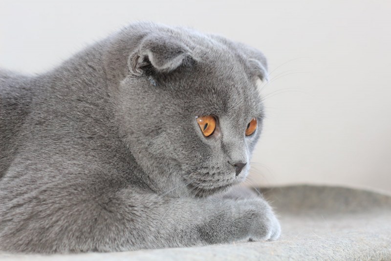 Скоттиш фолд