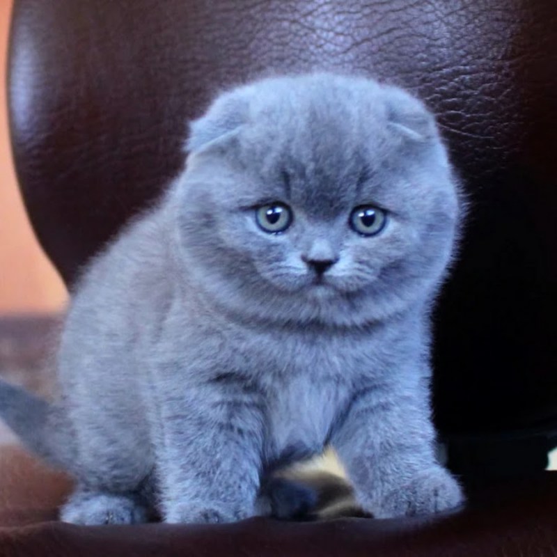 Британские вислоухие котята