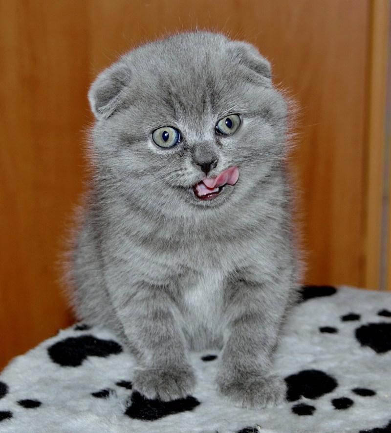Британские вислоухие котята