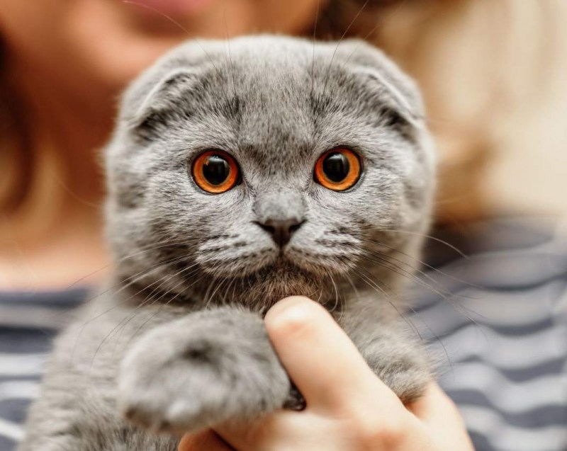 Британский скоттиш фолд