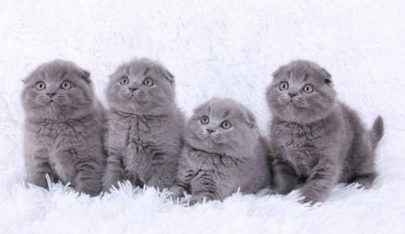 Шотландская вислоухая кошка самка