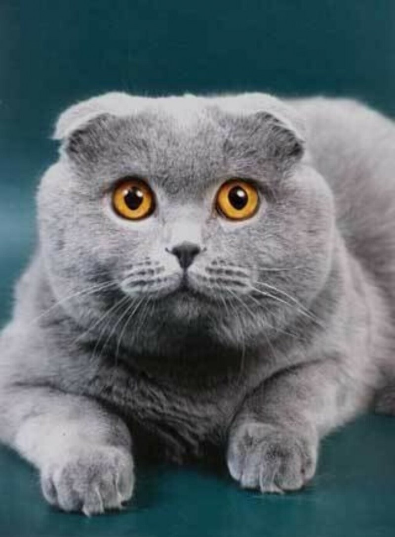 Скоттиш фолд британец вислоухий