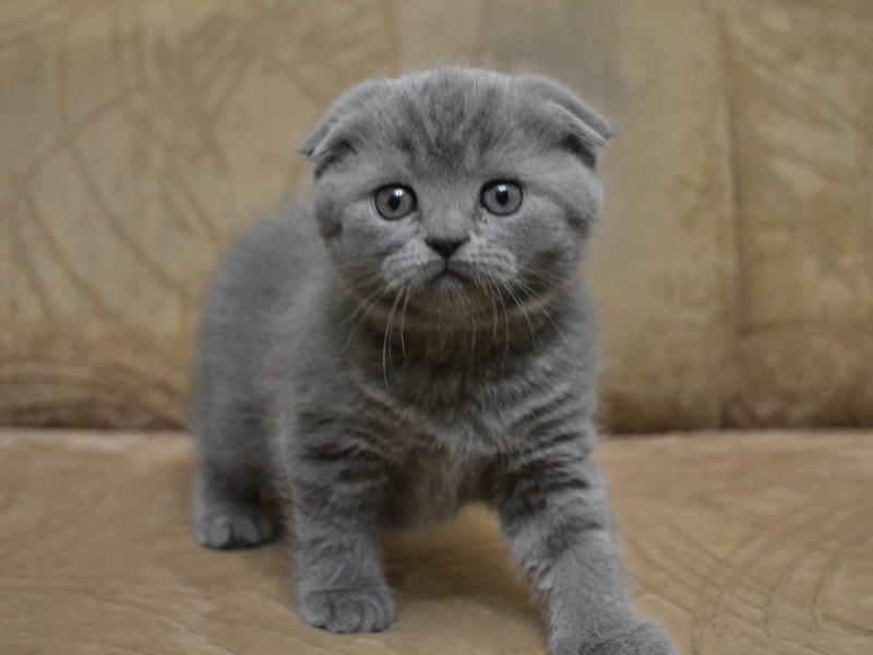 Вислоухие котята британцы