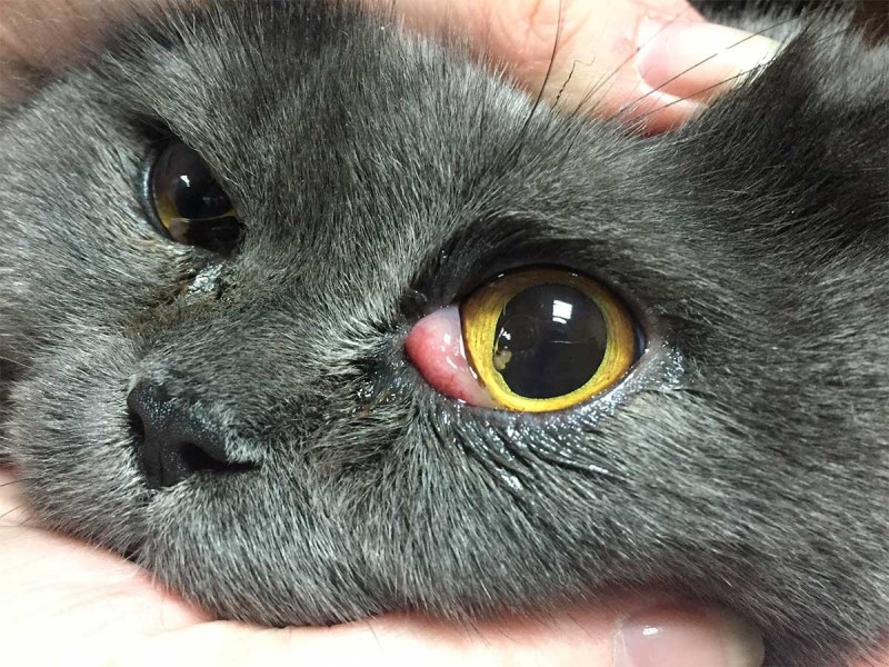 Катаральный конъюнктивит у кота