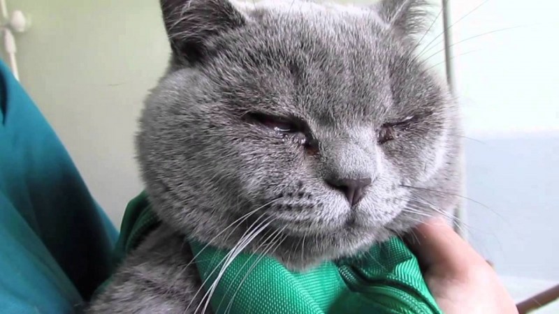 Фолликулярный конъюнктивит у собак