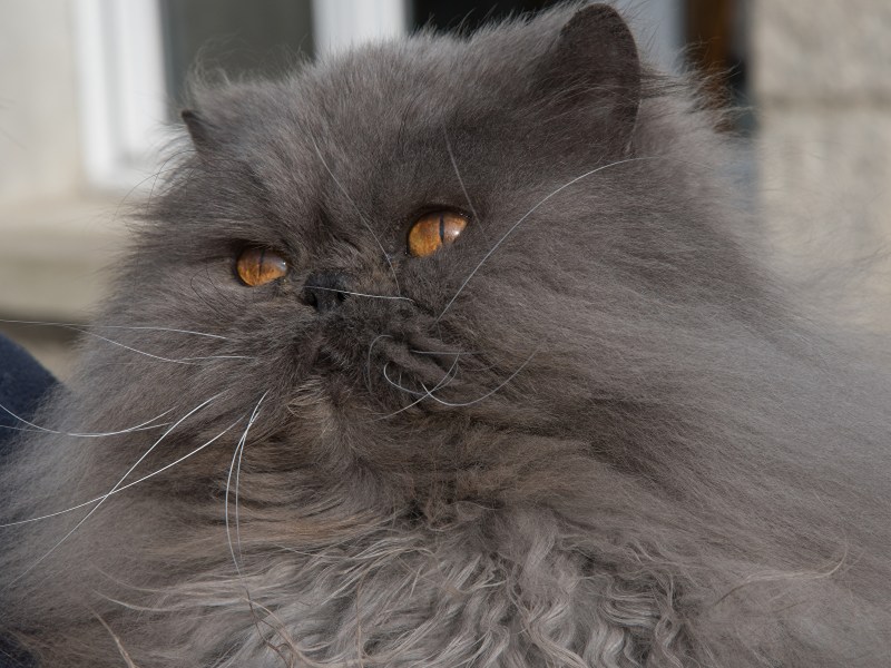 Персидская голубая кошка