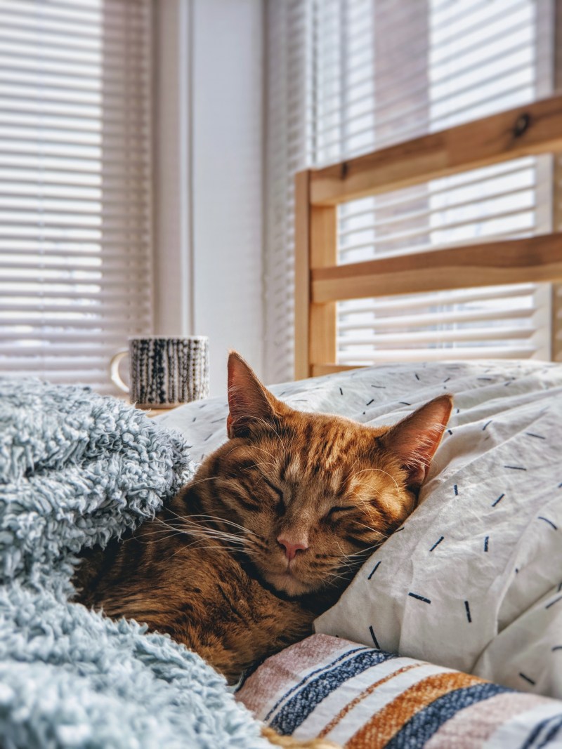 Уютная кошка