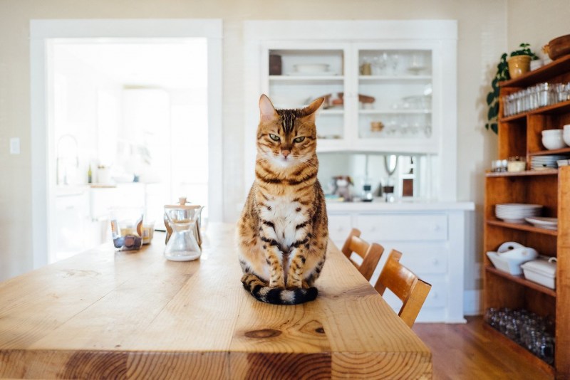 Дом для кошки