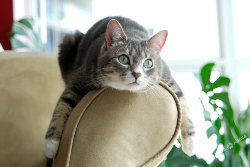 Доить кота