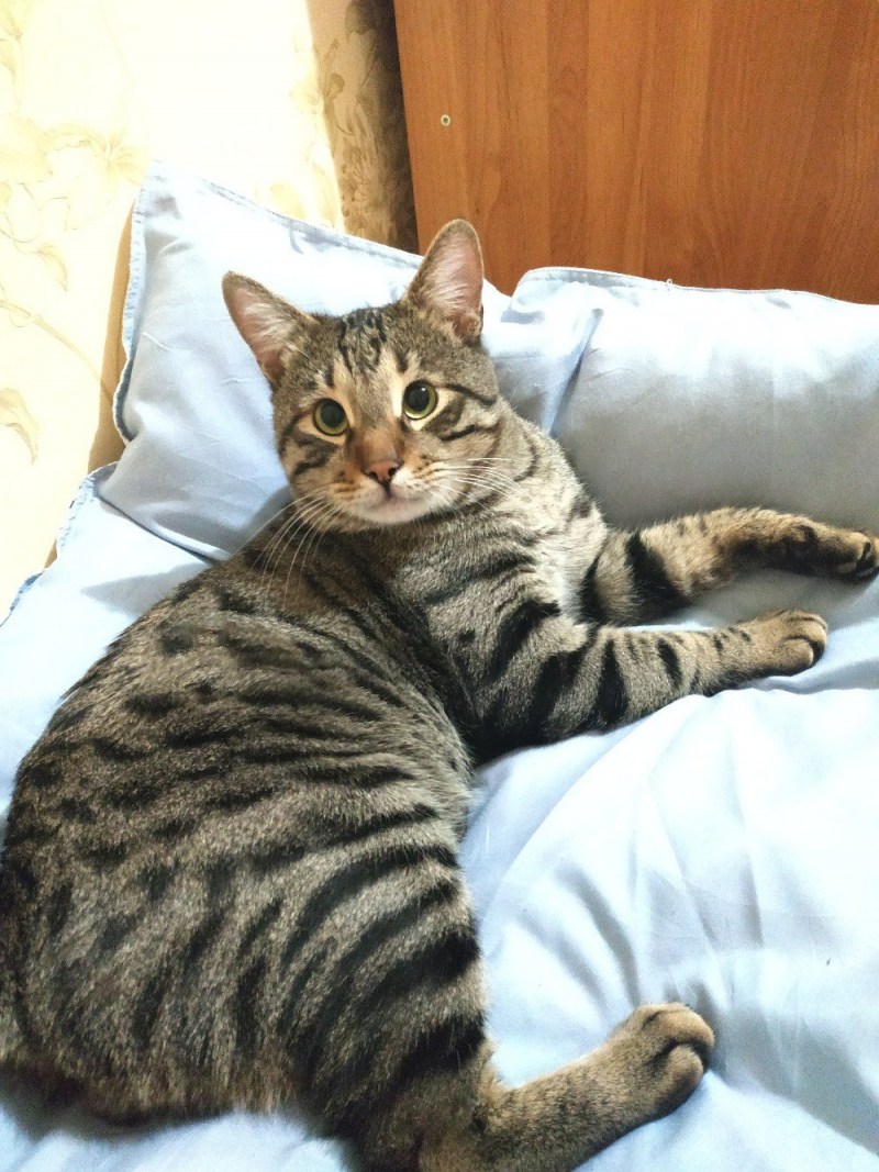 Дома для кошек