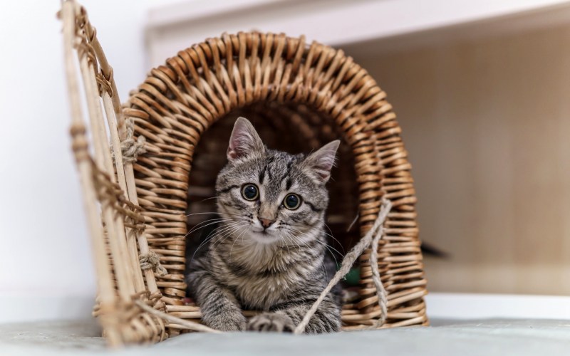 Коты в домике