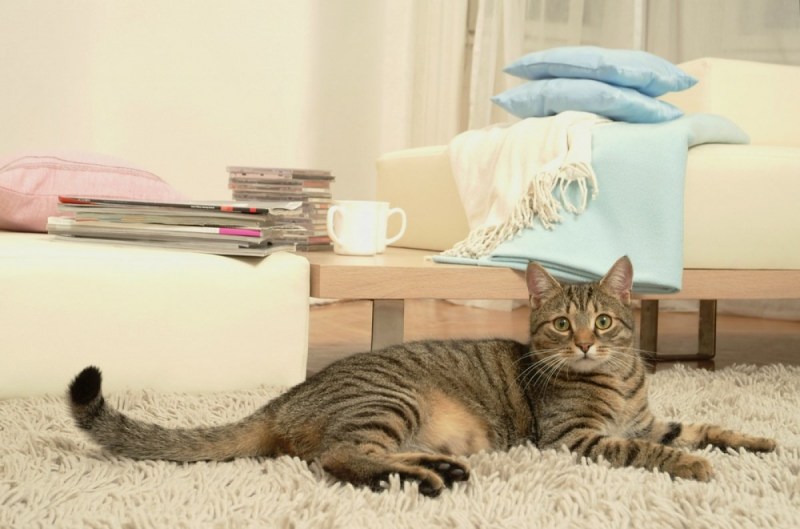 Дом для кошки