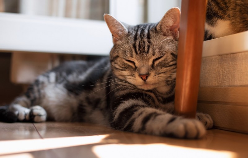 Котик лежит на столе