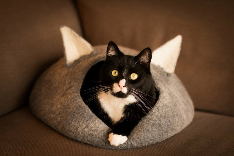 Домашний котик