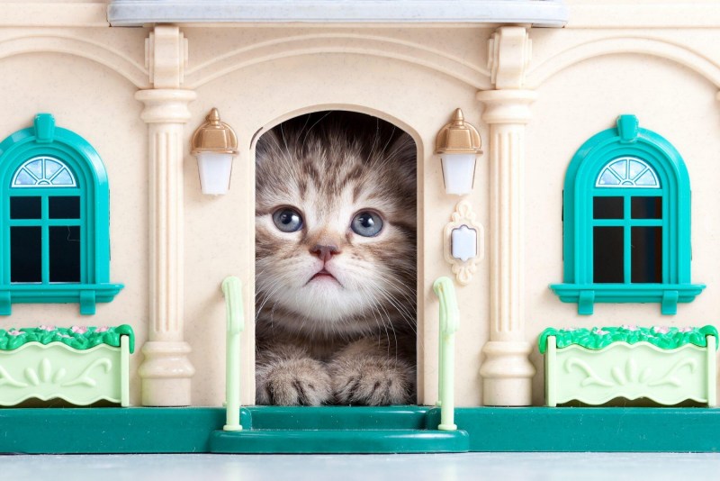Дом для котика
