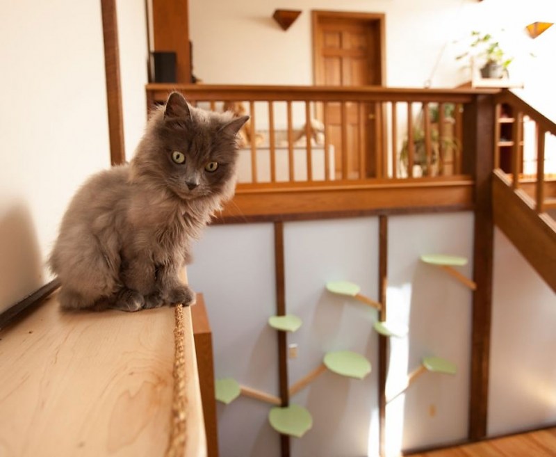 Котенок в квартире