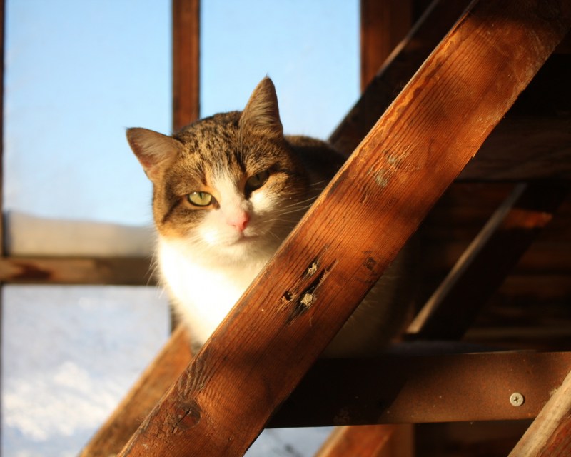 Кот в деревне