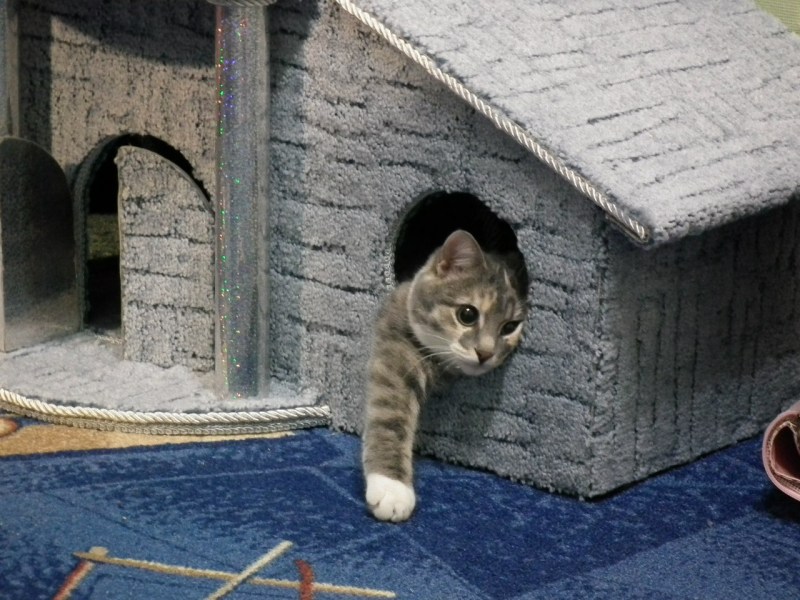 Кошка в кошачьем домике