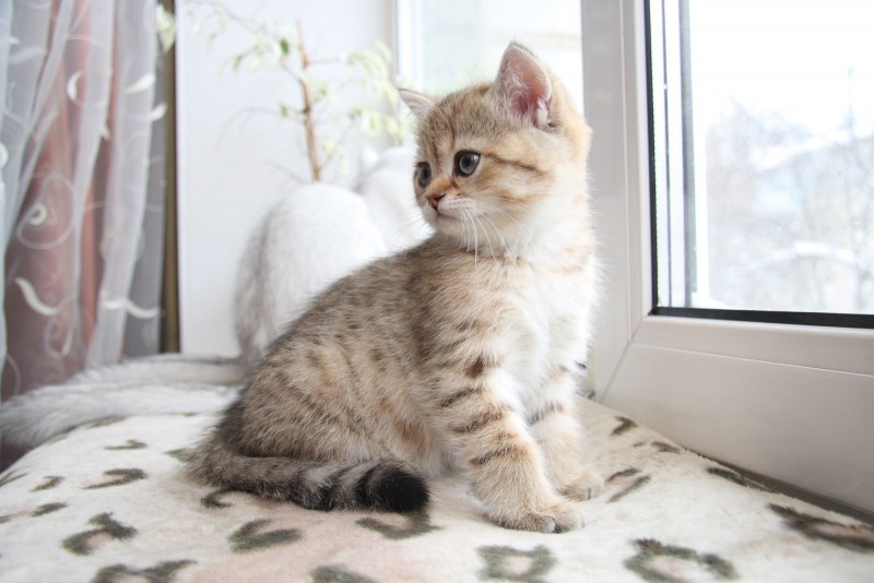 Дома для кошек