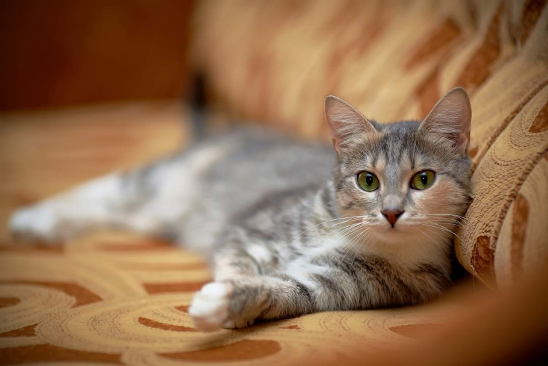 Домашняя кошка серая