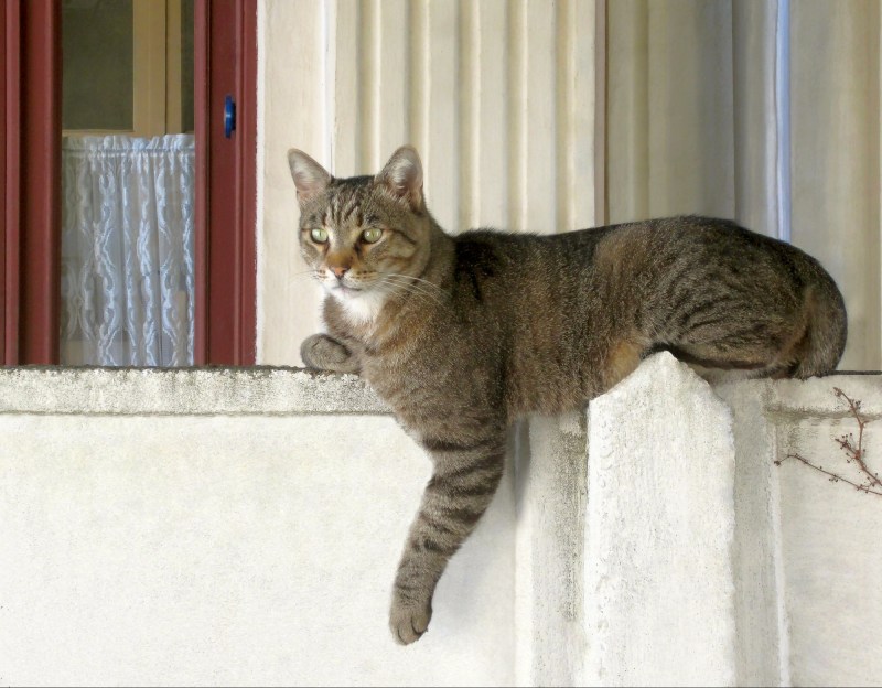 Дома для кошек