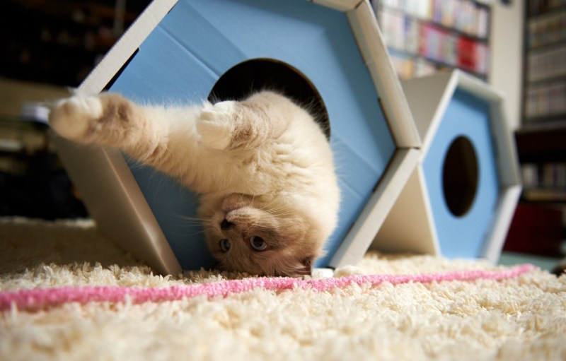 Коты в домике
