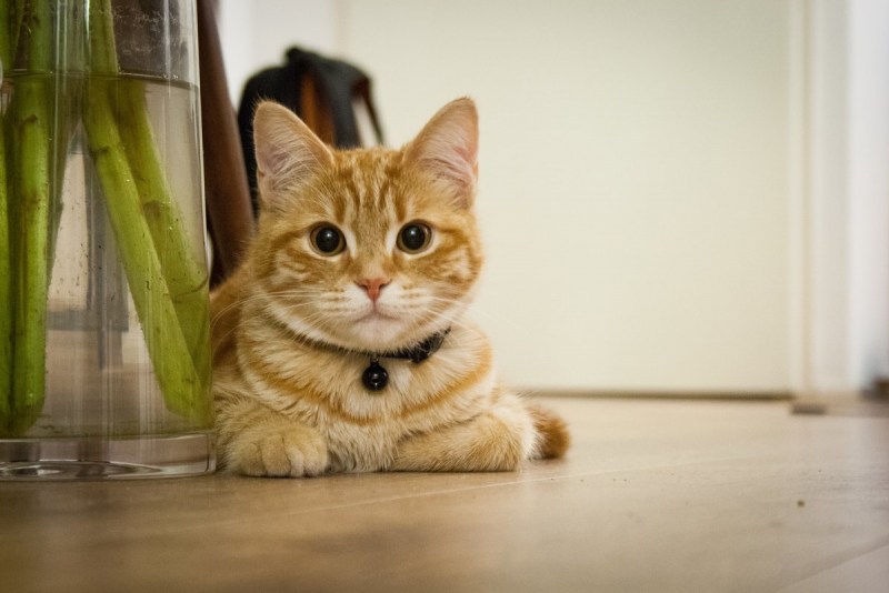 Домашние животные котики