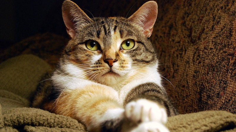 Дом для котика