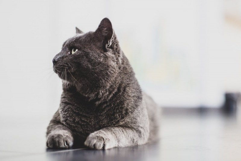 Black Nord Cat