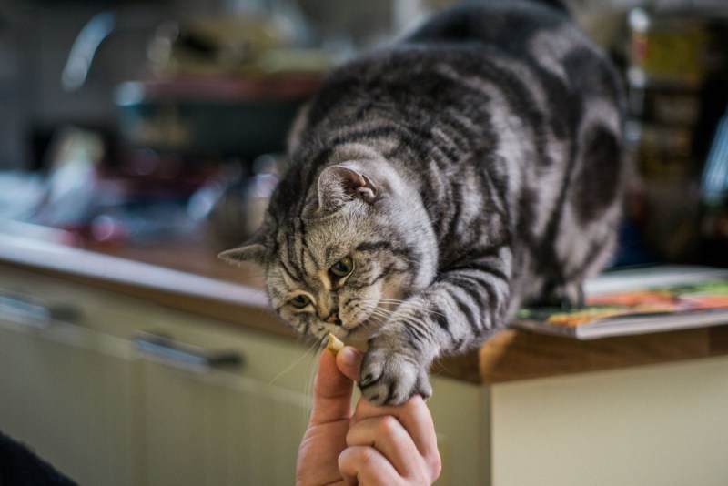 Кошка запоминающаяся