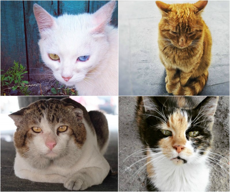 Памяти кота