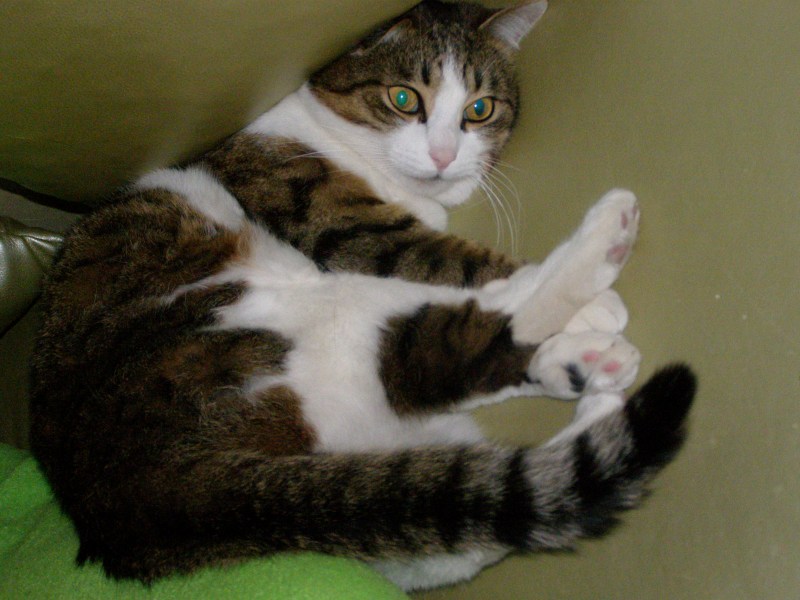 Стихи на смерть кота