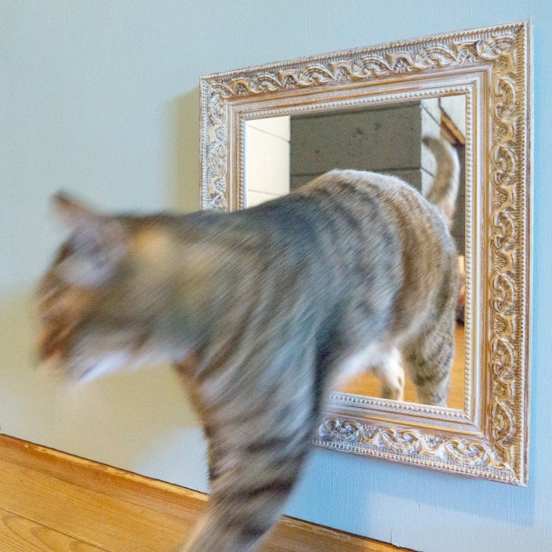 Память котов