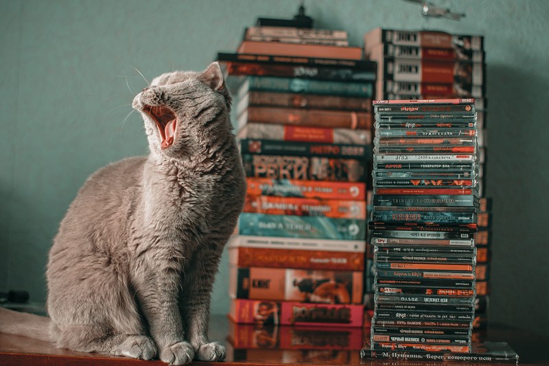 Смерти любимого кота стихи