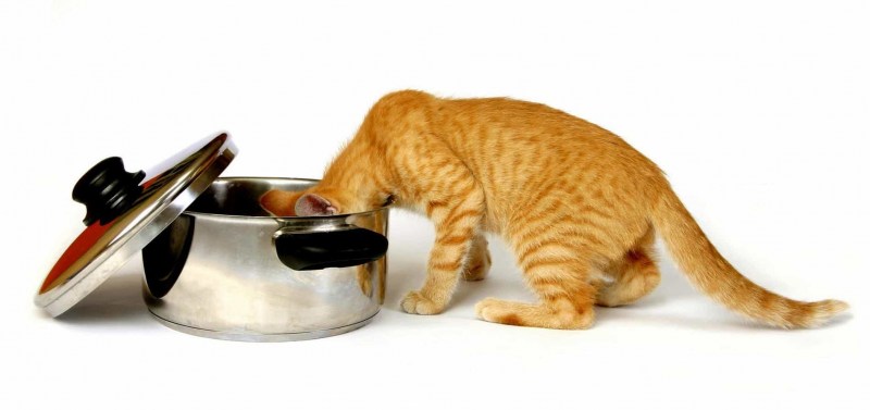 Котенок в кастрюле